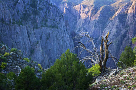 Canyon Rim Treeの写真素材