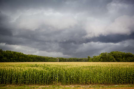 Coming Storm over Corn Fieldsの写真素材