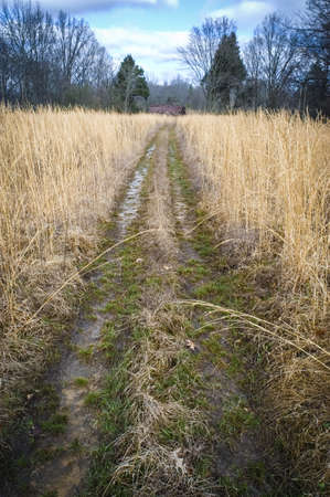Overgrown Fields   Pathの写真素材