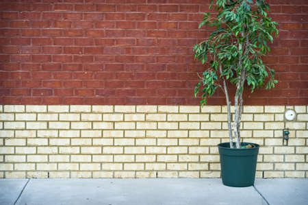 Potted Plant   Brick Wallの写真素材