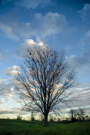 Fall Season Sunset   Treeの写真素材