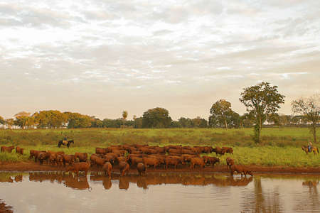 beautiful herd of Bonsmara cattle from South Africa