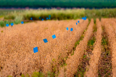 Soybean plantations and handling in Brazilian agribusinessの写真素材