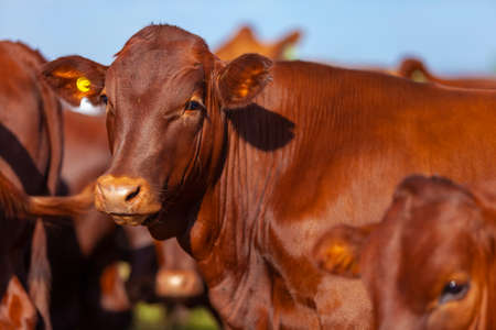 herd of Bonsmara cows with their calves