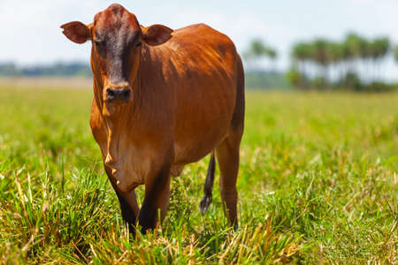 beautiful Bonsmara steer in the farm corralの写真素材