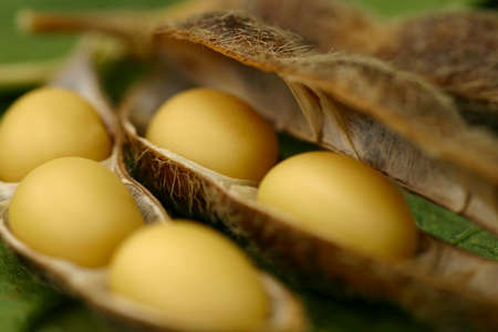 Soybean plantations and handling in Brazilian agribusinessの写真素材