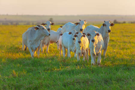 small herd of Nelore cattle in the late afternoon, cows and calvesの写真素材
