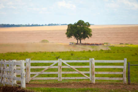 open field corral with some oxen under the tree, Mato Grosso do Sul, Brazilの写真素材