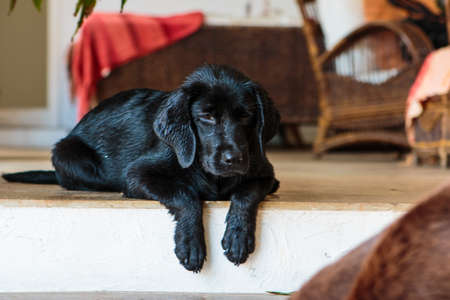 wet black puppy sitting on stairs, breed labrador,の写真素材