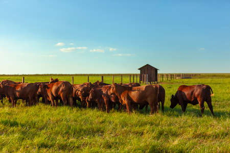 herd on the farm, Mato Grosso do Sul, Brazil, Bonsmara breed, African breed,