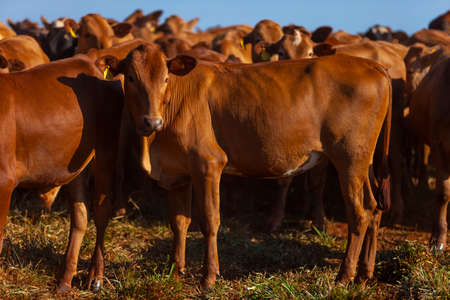 herd on the farm, Mato Grosso do Sul, Brazil, Bonsmara breed, African breed,の写真素材