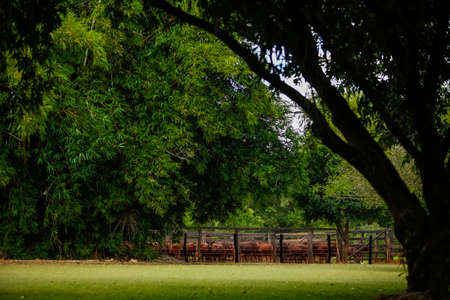 landscape on the farm, Mato Grosso do Sul, Brazil,の写真素材