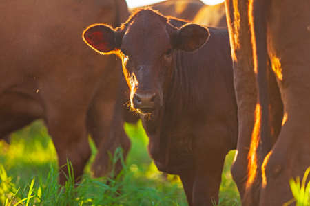 herd on the farm, Mato Grosso do Sul, Brazil, Bonsmara breed, African breed,の写真素材
