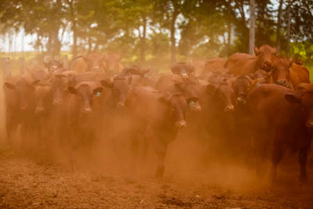 herd on the farm, Mato Grosso do Sul, Brazil, Bonsmara breed, African breed,の写真素材