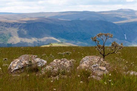 landscapes and vegetation of the Serra da Canastra of Minas Gerais - Brazil,