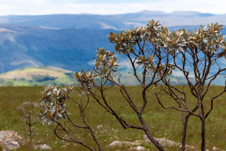 landscapes and vegetation of the Serra da Canastra of Minas Gerais - Brazil,の写真素材