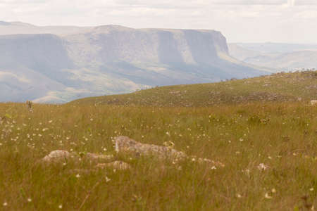 landscapes and vegetation of the Serra da Canastra of Minas Gerais - Brazil,