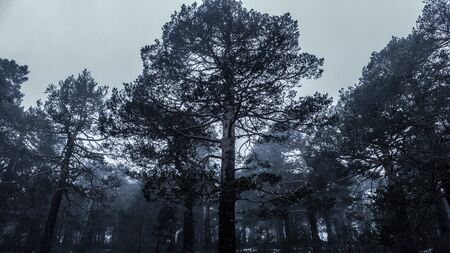 Trees between snow and fog