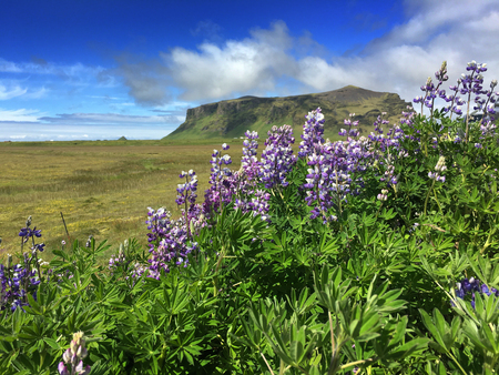 islandeの写真素材