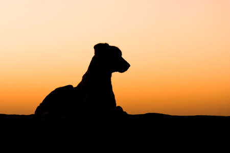 Silhouette of a desert dog lying on a sand dune at sunset - Thar desert, Rajasthan, Indiaの写真素材