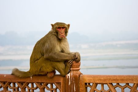 A golden monkey sitting on a stone railing at Taj Mahal - Agra, Uttar Pradesh, India