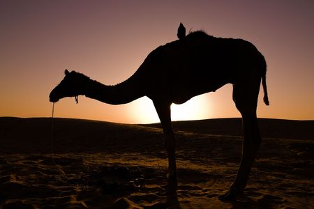 Silhouette of a camel at sunrise, with a crow on its back - Thar desert, Rajasthan, Indiaの写真素材