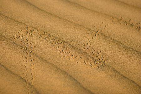 Beetle footprints in the sand - Thar desert, Rajasthan, India (shallow DOF)の写真素材