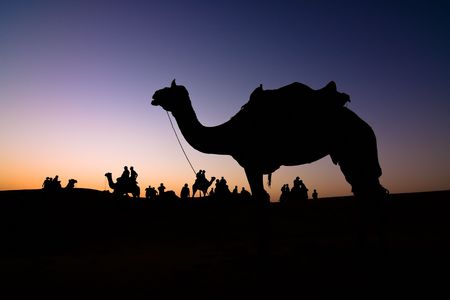 Silhouette of a camel at sunset - Thar desert, Rajasthan, Indiaの写真素材