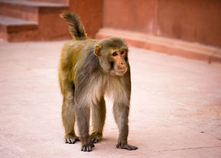 A golden monkey walking in the Red Fort - Agra, Uttar Pradesh, Indiaの写真素材
