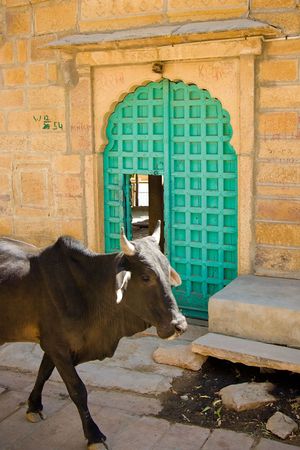 Sacred cow in front of an indian house doorway - Jaisalmer, Rajasthan, Indiaの写真素材
