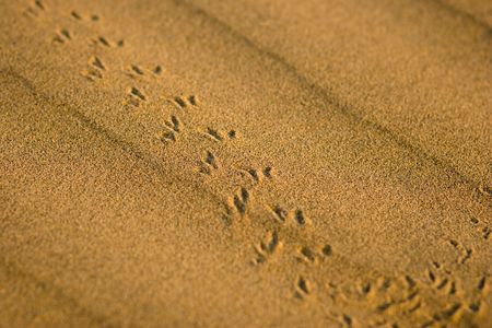 Beetle footprints in the sand - Thar desert, Rajasthan, India (shallow DOF)