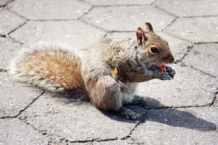 Squirrel eating in Battery Park - New York City, USA