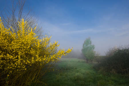 Yellow flower tree on a foggy morning spring over a French meadowの写真素材