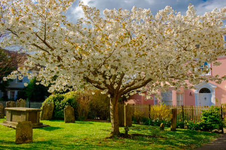 Cherry tree in bloom in a churchyardの写真素材