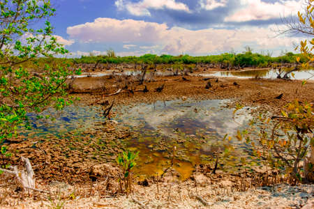 Swamp in the West Bay area, Grand Caymanの写真素材