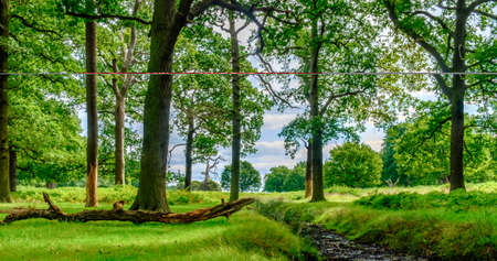Dry brook in a woodland of London, Englandの写真素材