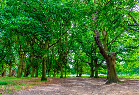 Dirt path in a London woodland area at summertime, Englandの写真素材