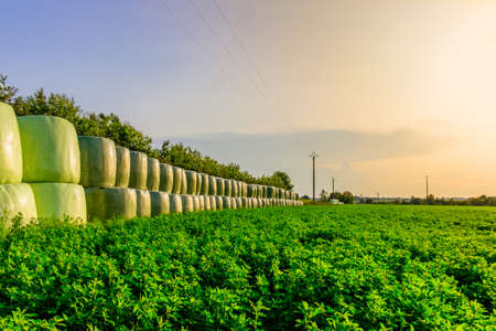Lucerne Grass Field and stacked up bales of hay wrapped in plastic in summer at sunset, Normandy Franceの写真素材