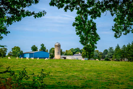 Farm and herd of Charolais beef grazing in a field, Normandy Franceの写真素材