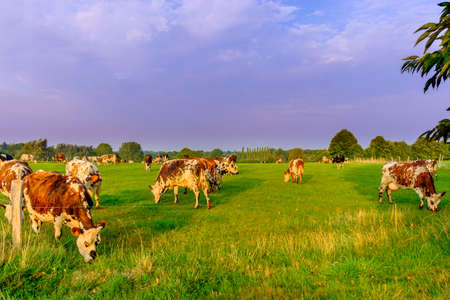 Cows in a field in the Normandy countryside in summer, Franceの写真素材