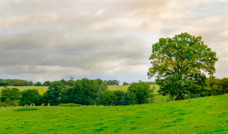 Pastures in the Normandy countryside in summer 2017, Franceの写真素材