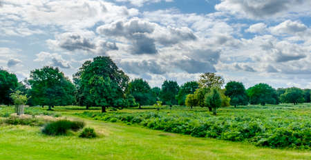 English woodland on a overcast day in summer