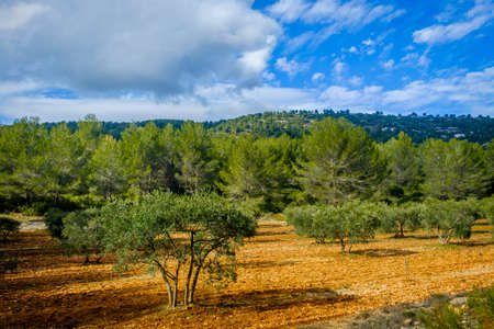 Olive trees field by the Regagnas mountain in Provence Franceの写真素材