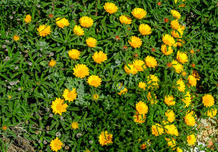 Close up on a bunch of yellow flowers (Pallenis Maritima) in bloom growing on a stony ground in Provence, Franceの写真素材