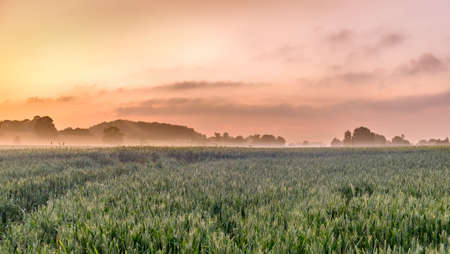 Sunset over a Rye field in the Orne countryside in summer, Normandy France