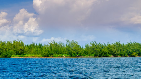 Lush vegetation on the Caribbean coastline of Grand Cayman, Cayman Islandsの写真素材