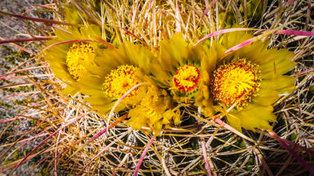 Close up of Barrel Cactus flowers in bloom at springtime in the Anza-Borrego Desert State Park, Californiaの写真素材