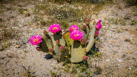 Close up on a single Beavertail Cactus in bloom at springtime in the Anza-Borrego Desert State Parkの写真素材