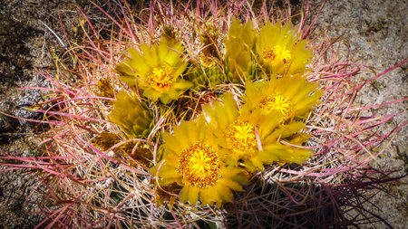 Close up of Barrel Cactus flowers in bloom at springtime in the Anza-Borrego Desert State Park, Californiaの写真素材