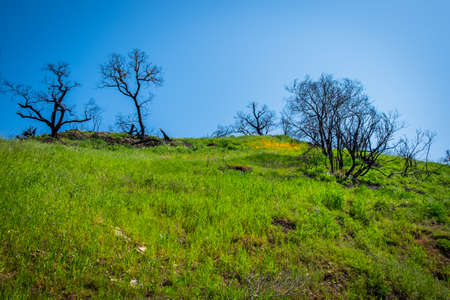 Malibu Creek State Park in the Santa Monica Mountains in spring 2019の写真素材